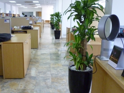 Tip nhỏ giúp bạn biết cách bố trí cây phát tài ở văn phòng hiệu quả 