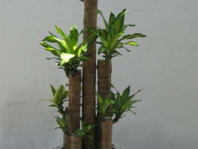 Cây phát tài khúc – đặc điểm nhận dạng và cách trồng