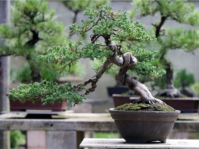 Hướng dẫn cách chăm sóc chậu cây cảnh bonsai