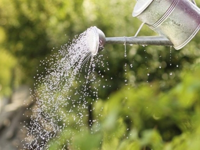 Một số lưu ý quan trọng khi tưới nước cho cây trồng