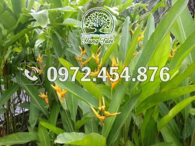 Có nên trồng cây chuối cảnh trong nhà?