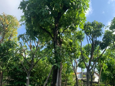 Trồng Cây Bóng Mát Có Tốn Nhiều Công Chăm Sóc Không?
