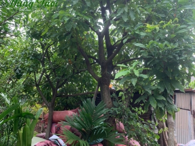 Nên Chọn Cây Bóng Mát Có Hoa Hay Không Có Hoa?