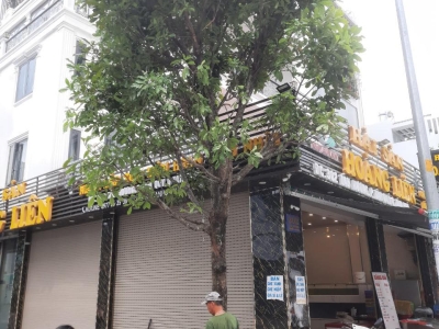 Cần Chuẩn Bị Đất Trồng Như Thế Nào Để Cây Bóng Mát Phát Triển Tốt?