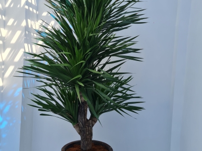 Những Điều Cần Quan Tâm Khi Trồng Cây Phát Tài Núi