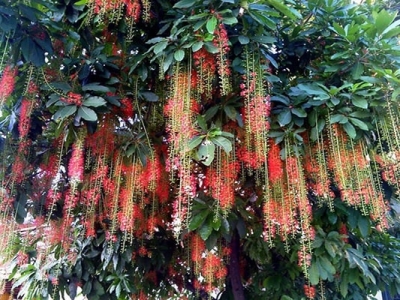 Trồng cây bóng mát nào trước nhà để hợp phong thuỷ?