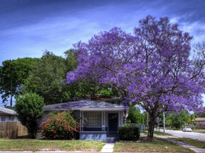 Top 5 loại cây bóng mát trồng trước nhà hợp phong thủy