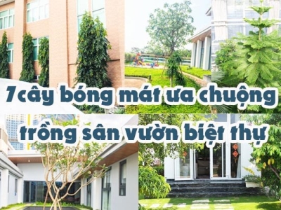 Cây Bóng Mát Sân Vườn Biệt Thự: Chọn Mua Tốt Nhất