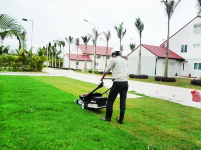 Tại sao phải cắt cỏ phát quang thường xuyên?