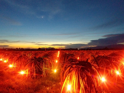 Ánh sáng quan trọng như thế nào với cây trồng?