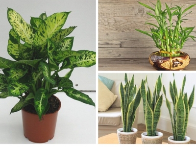 Dịch vụ Tư vấn Phong Thủy