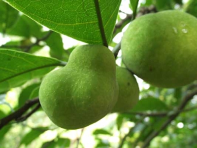 Nơi bán cây bóng mát chất lượng, giá tốt hàng đầu thị trường