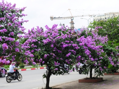 Đơn vị chuyên bán cây bóng mát sân vườn uy tín giá tốt