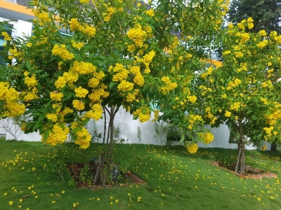 Đơn vị bán cây bóng mát TPHCM uy tín và chuyên nghiệp