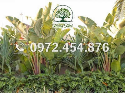 Nơi bán cây chuối cảnh tại TPHCM uy tín, chuyên nghiệp nhất
