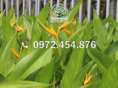 Địa điểm chuyên bán cây chuối kiểng Gò Vấp chất lượng, giá tốt