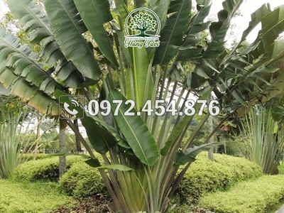 Đơn vị chuyên bán cây chuối quạt đẹp đáng tin cậy hàng đầu