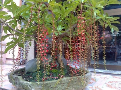 Bán cây lộc vừng ở Gò Vấp - Giao hàng tận nơi nhanh chóng