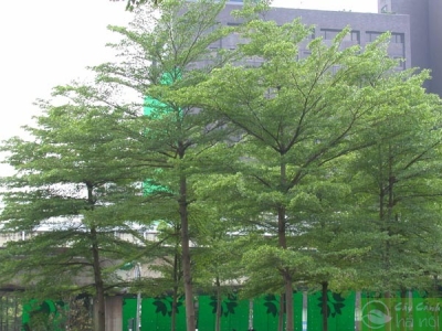 Cung cấp cây xanh