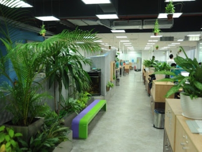 Tất tần tật cách chăm sóc cây cảnh văn phòng