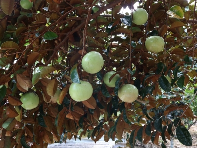 Bạn đã biết cách phân biệt các loại cây bóng mát?