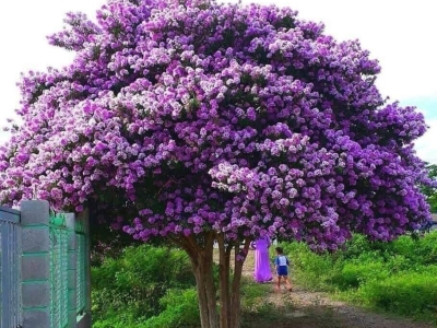 Cây bóng mát có hoa đẹp được cung cấp phổ biến