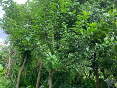 Chuyên Cung Cấp Cây Bóng Mát Dễ Trồng Chất Lượng, Giá Tốt