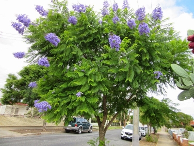 Top cây bóng mát đẹp trồng sân vườn không thể bỏ qua