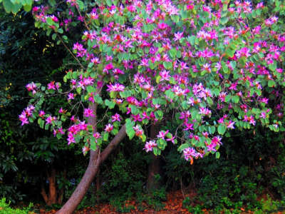 Chuyên cung cấp cây bóng mát giá rẻ tán rộng cây dễ trồng