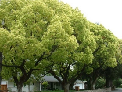 Đia chỉ chuyên bán cây bóng mát giá rẻ Gò Vấp uy tín