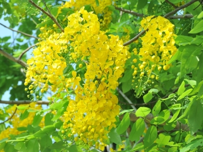 Nơi cung cấp cây bóng mát ít rụng lá khỏe đẹp tại TPHCM