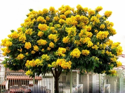 Trồng cây cây bóng mát sân vườn mang lại nhiều lợi ích bất ngờ