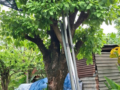 Địa Chỉ Chuyên Cung Cấp Cây Bóng Mát Sân Vườn Đẹp Uy Tín