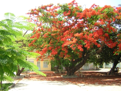 Trồng cây bóng mát tán rộng lớn nhanh dễ chăm sóc