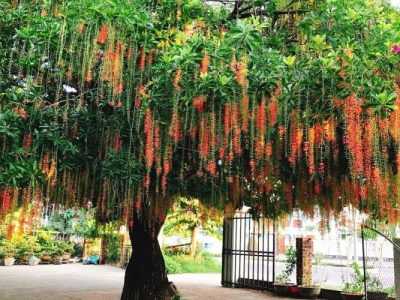 Tổng hợp những cây cảnh bóng mát cho quán café đẹp