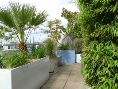 Cần lưu ý những gì khi trồng cây bóng mát cho sân thượng?