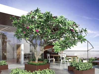 Trồng cây cảnh bóng mát trên sân thượng mang đến lợi ích gì?