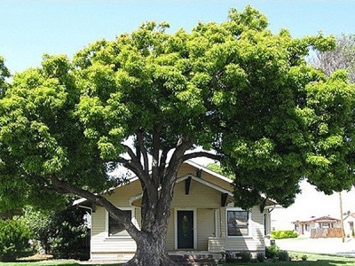 Các yêu cầu khi chọn cây bóng mát cho ngôi nhà bạn