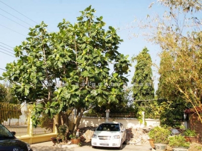 Tìm hiểu về đơn vị bán cây cảnh bóng mát trong sân vườn