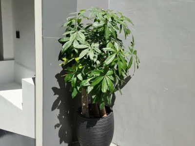 Cây Cảnh Trồng Ban Công Sân Thượng Và Những Lợi Ích Không Thể Ngờ