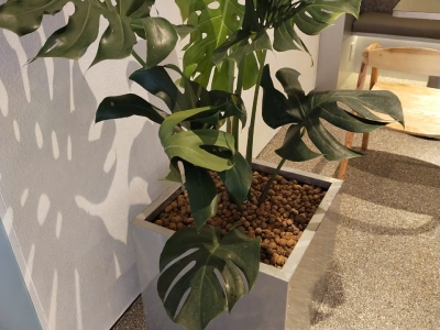 Chọn Cây Cảnh Trồng Quán Cafe Đẹp, Thu Hút Tài Lộc