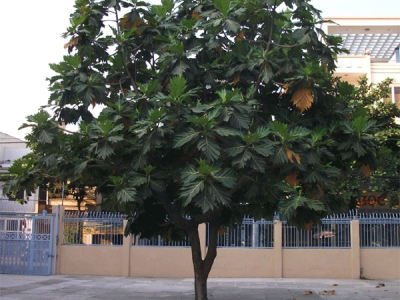 Tìm hiểu về các vị trí thường trồng cây bóng mát