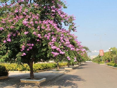 Trồng cây bóng mát như thế nào mới đúng cách?