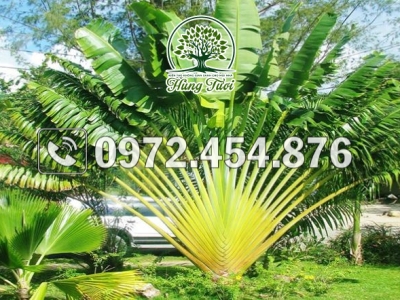 Cách trồng chăm sóc cây chuối rẻ quạt