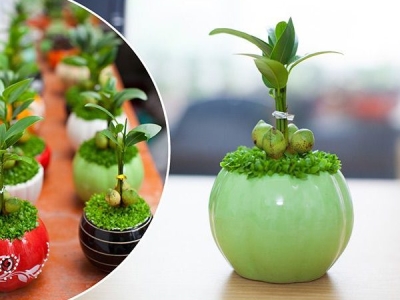 Vì sao nên chọn cây để bàn làm việc đúng phong thủy?