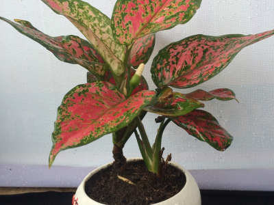 5 Cây Để Bàn Làm Việc Hợp Mệnh Hỏa Đem Lại May Mắn