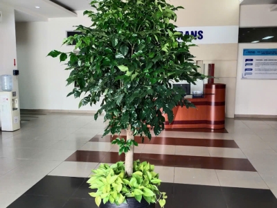 5 Cây Để Bàn Làm Việc Hợp Mệnh Kim Đem Lại May Mắn