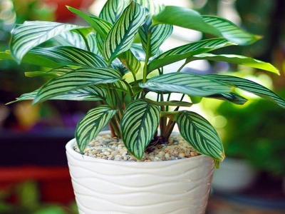 5 Cây Để Bàn Làm Việc Hợp Mệnh Mộc Thu Hút Tài Lộc