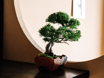 5 Cây Để Bàn Làm Việc Hợp Mệnh Thủy Thu Hút May Mắn