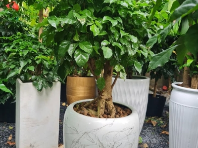 Bán Cây Hạnh Phúc Trồng Ban Công Sân Vườn Đẹp Giá Rẻ